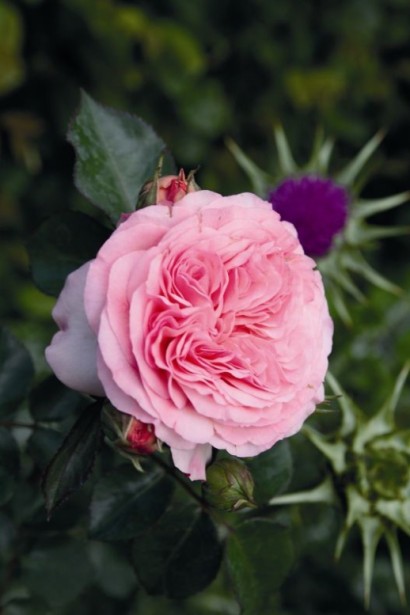 Троянда Rose Mariatheresia квіти